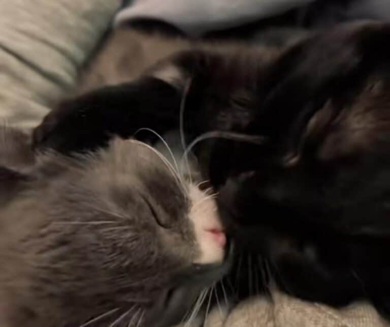 Baby Corn Cat with Interested Foster Kittens