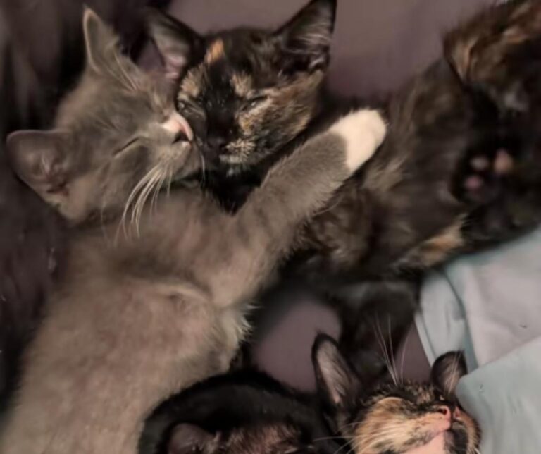Baby Corn Cat with Kittens from TikTok
