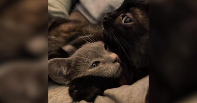 Baby Corn Cat with Kittens