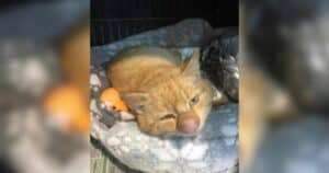 Ginger cat with a nose growth
