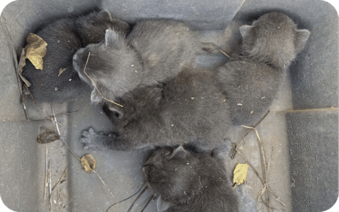 miss kitty_desktop (2) miss kitty_desktop (2)