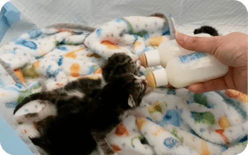 miss kitty_desktop miss kitty_desktop