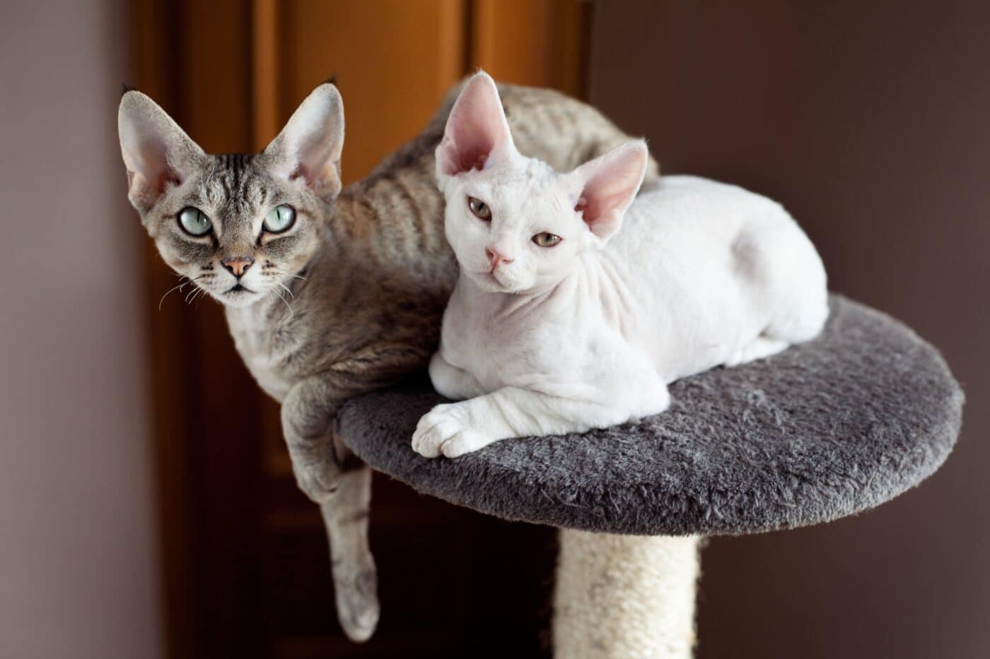 A Devon Rex Cat looking upward with wide eyes, large ears, and a lively expression.