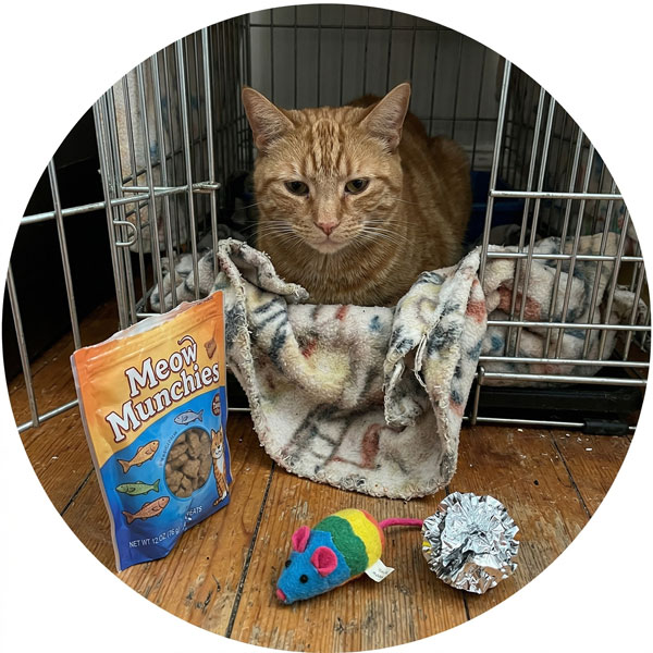 Care Packs for Shelter Cats Products