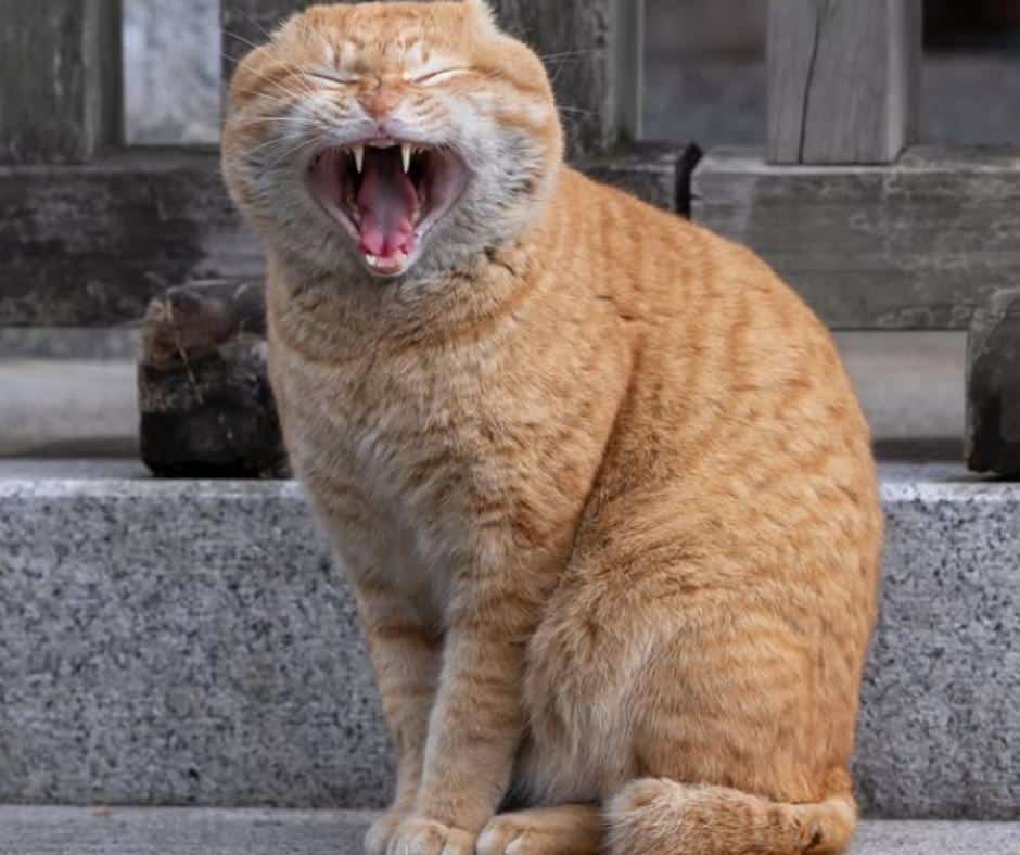 Street Cat Observations