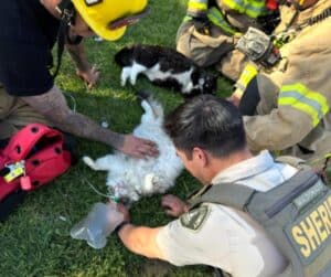 Rescued cats being cared for