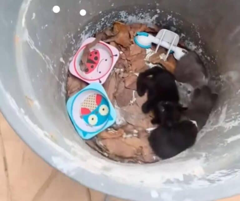 Kittens found in trash can
