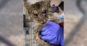 Injured Cat