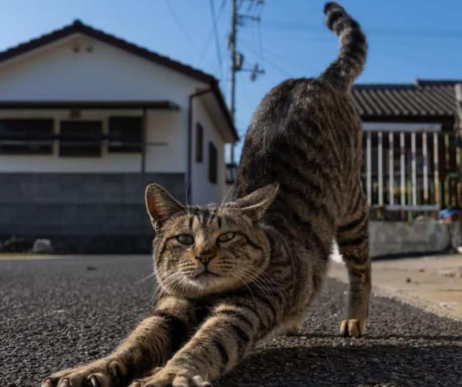 Cat Adaptability and Resilience