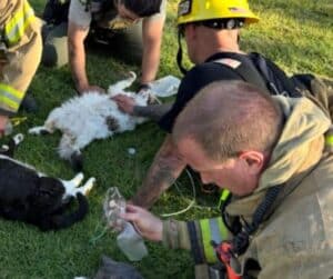 Deputy performing CPR on a cat