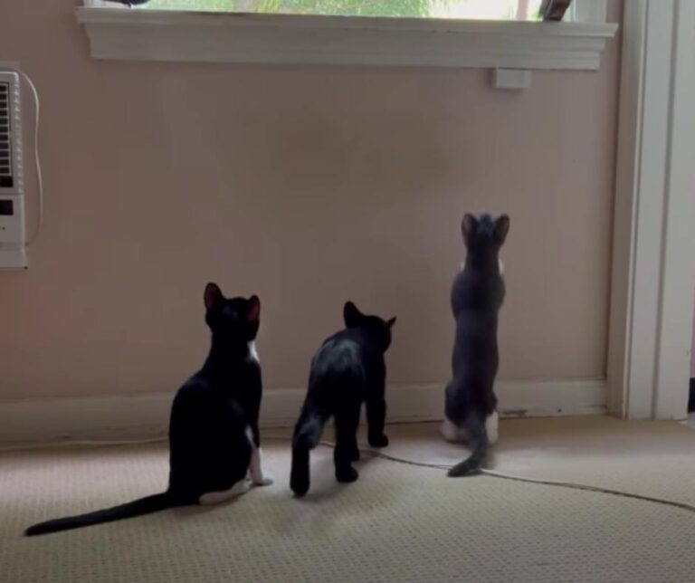 Kittens playing together