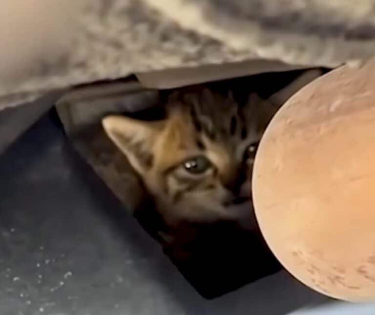 Kitten at Mechanics