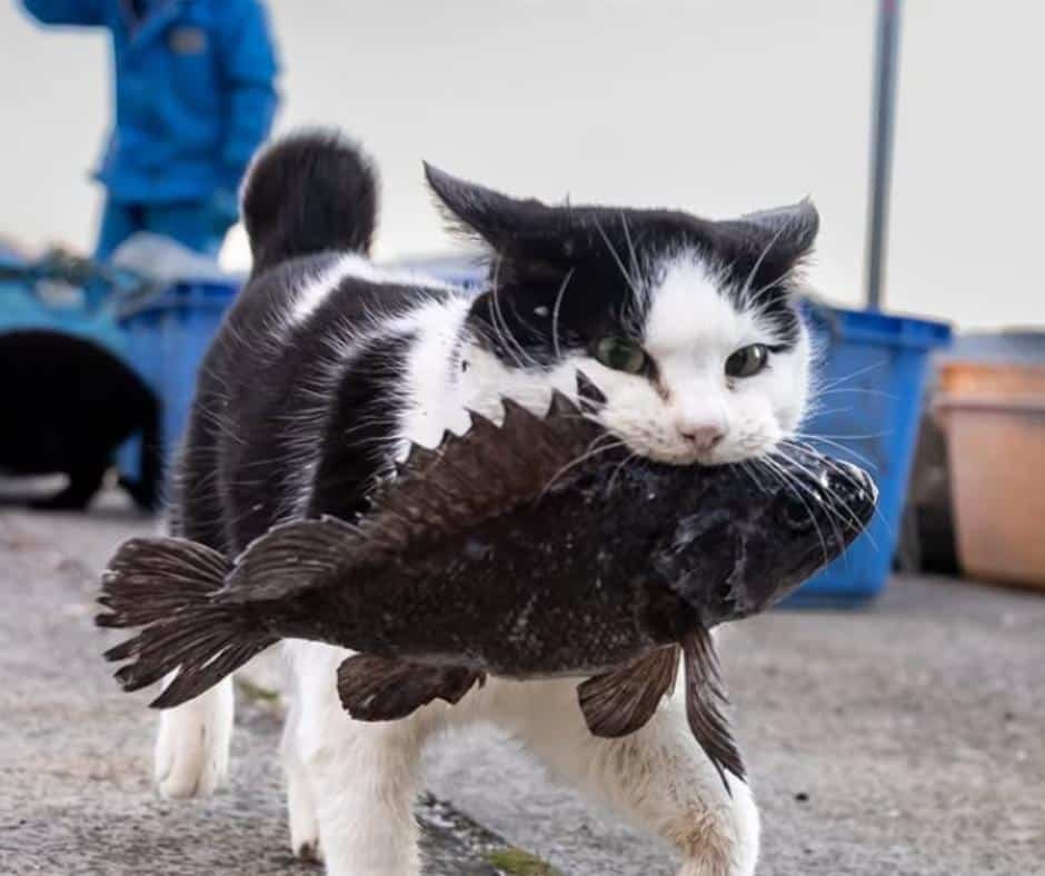 Cat Island Adventures