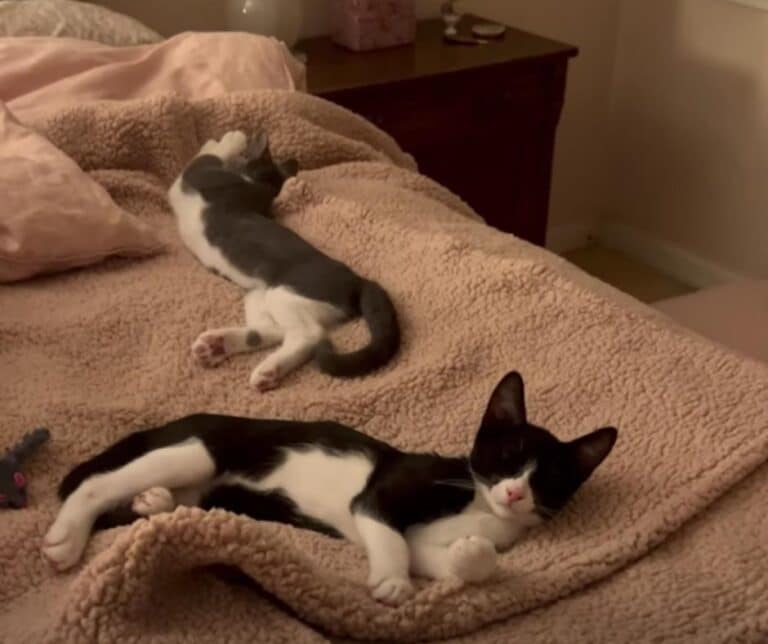 Kittens in forever home