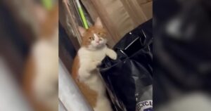 Georgie the Barn Cat