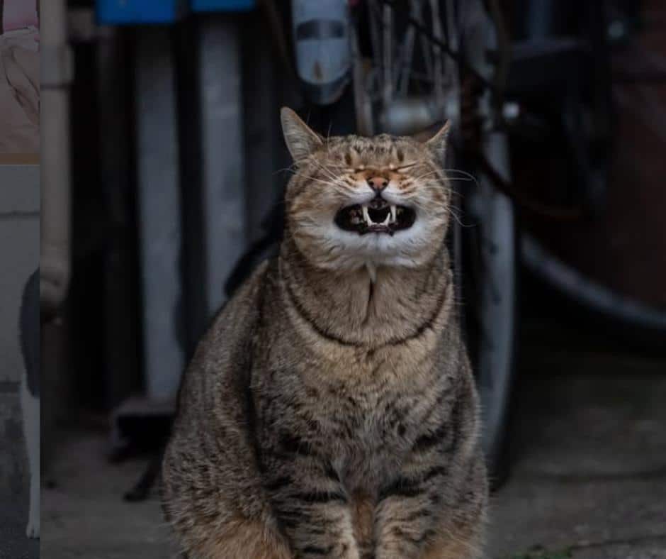 Playful Side of Felines