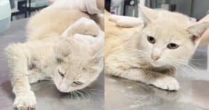 Stray Cat with Swollen Belly