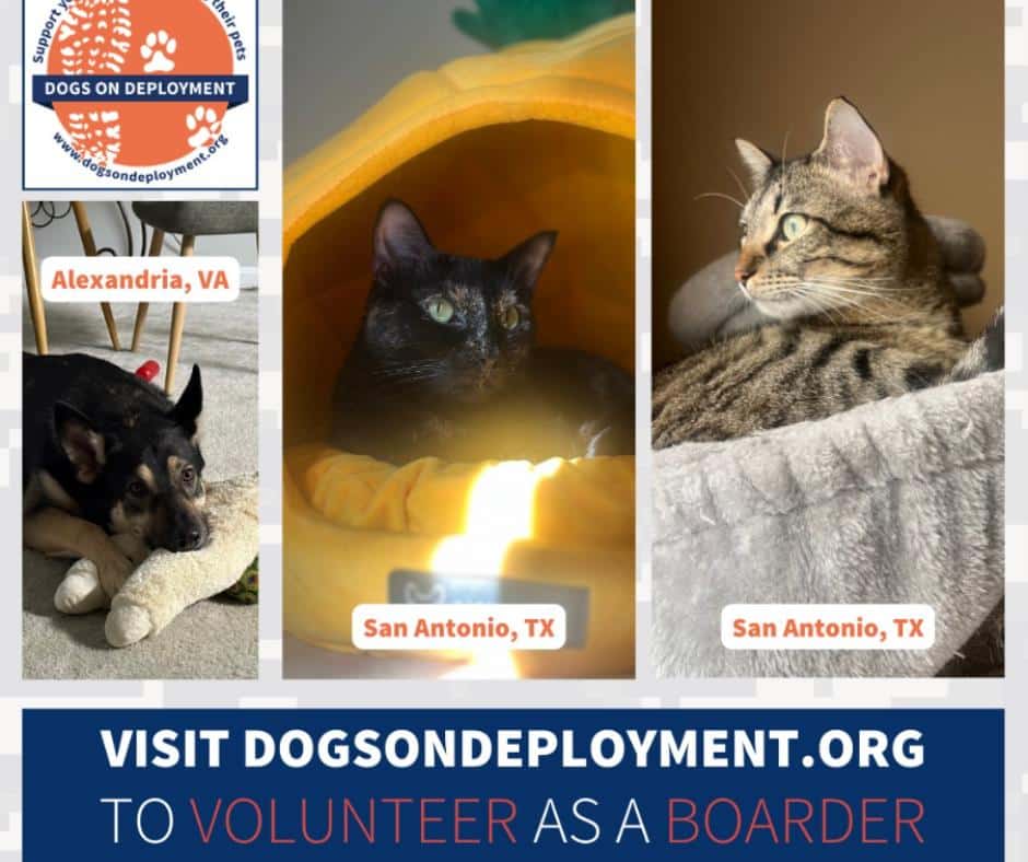 Pets in Temporary Homes