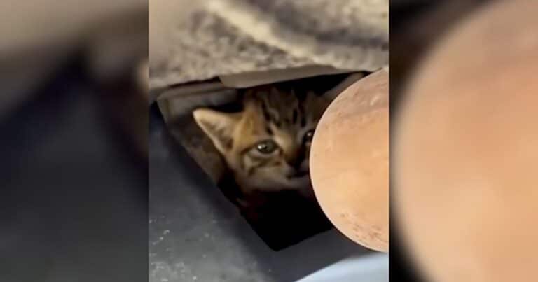 Kitten Rescue