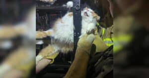 Trapped Cat Rescue
