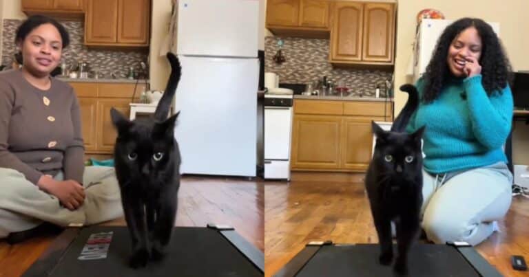 Cat on treadmill