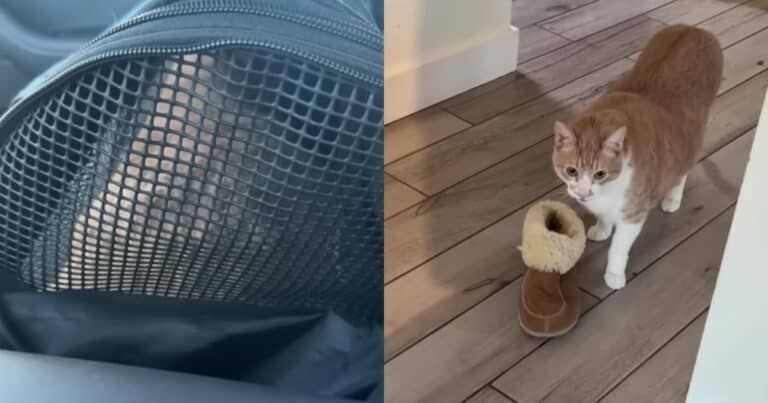 Heartbroken Cat Bee