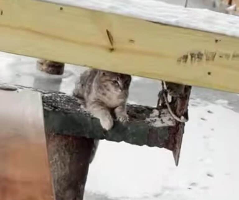 Kitten rescued