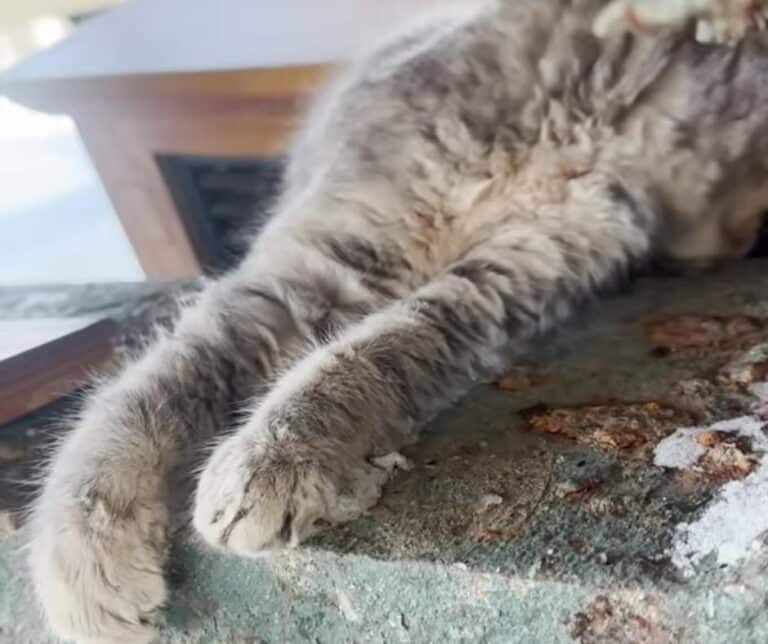 Chile the kitten resting