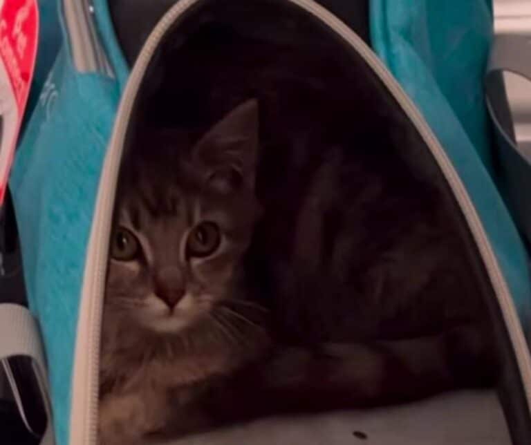 Chile the kitten with her new family