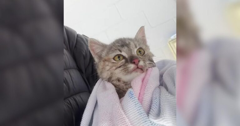 Kitten frozen on metal beam