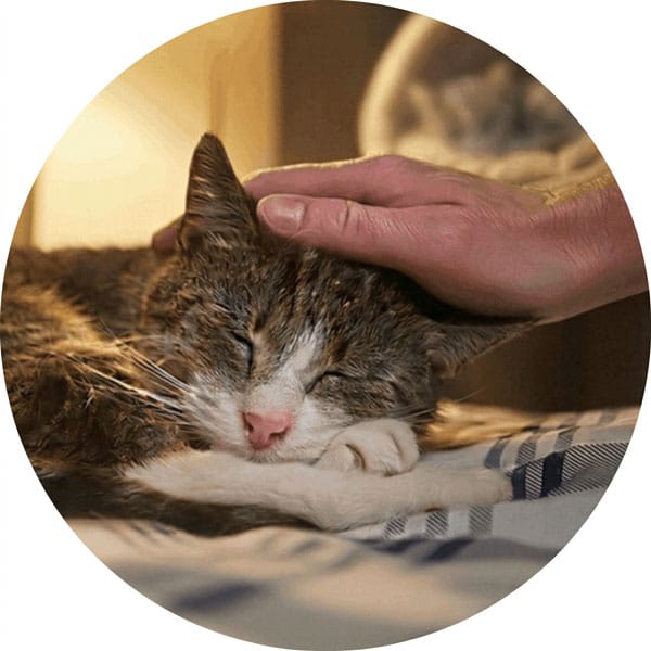 Senior Cat Care Products