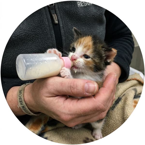Save Kittens Products