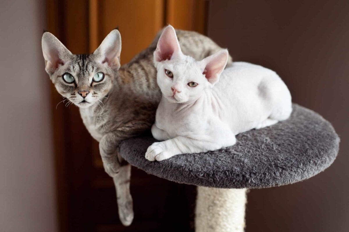 A Devon Rex Cat curled against their person on a bed with large ears and a relaxed, affectionate expression.