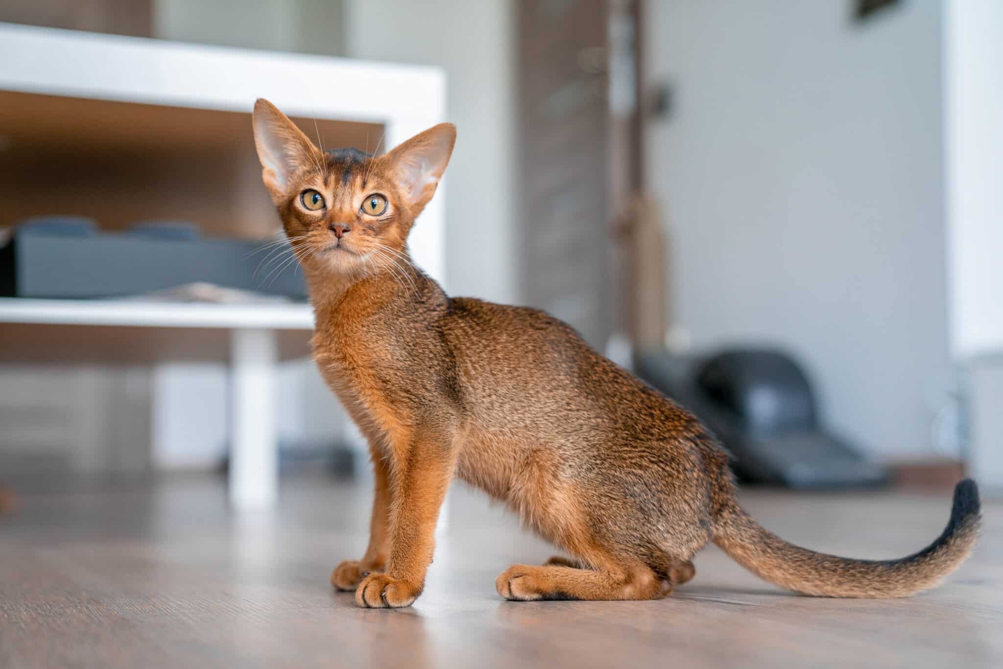 An alert Abyssinian Cat with a reddish ticked coat standing near the front door with ears perked forward.