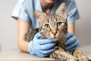 PetWireDaily — Researchers Say Cat Cancer Breakthrough Could Help Save Human Lives