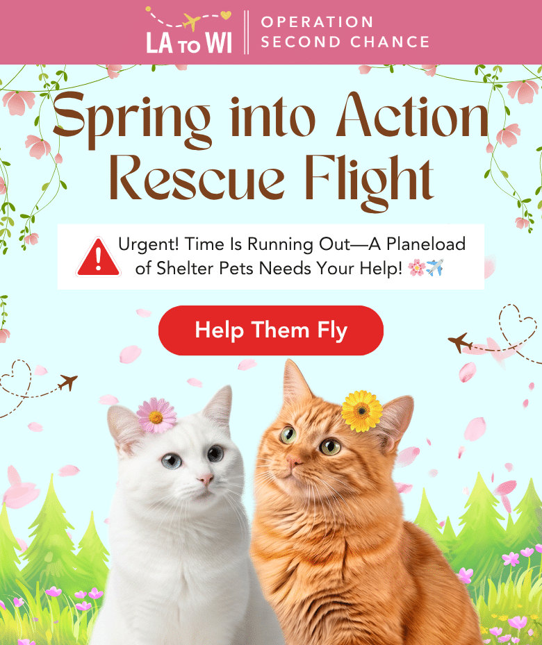 April 2026 Rescue Flight LP Slider Cat Mobile - 04_26