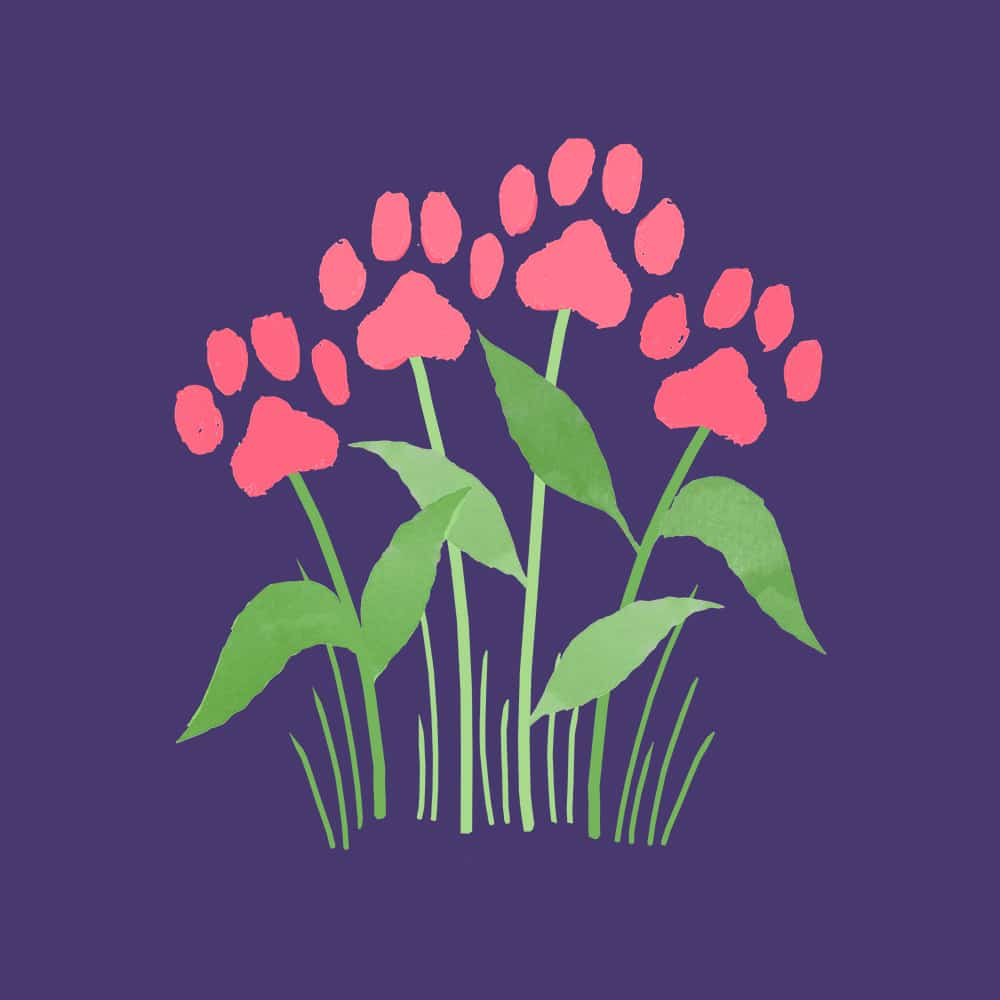 Secondary Product Image