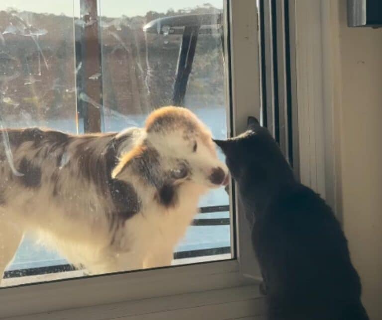 Chili and Mimi