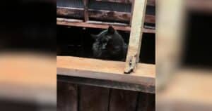Salem, the remarkable barn cat