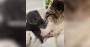 PetWireDaily — Border Collie Becomes Protector to Kitten Found Al