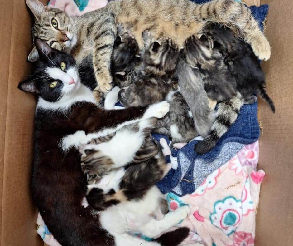 Rescued cat family