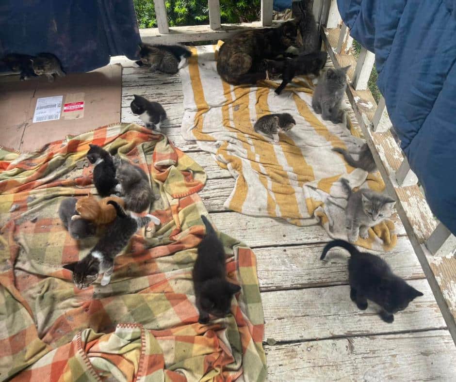 Mother Cats with Kittens