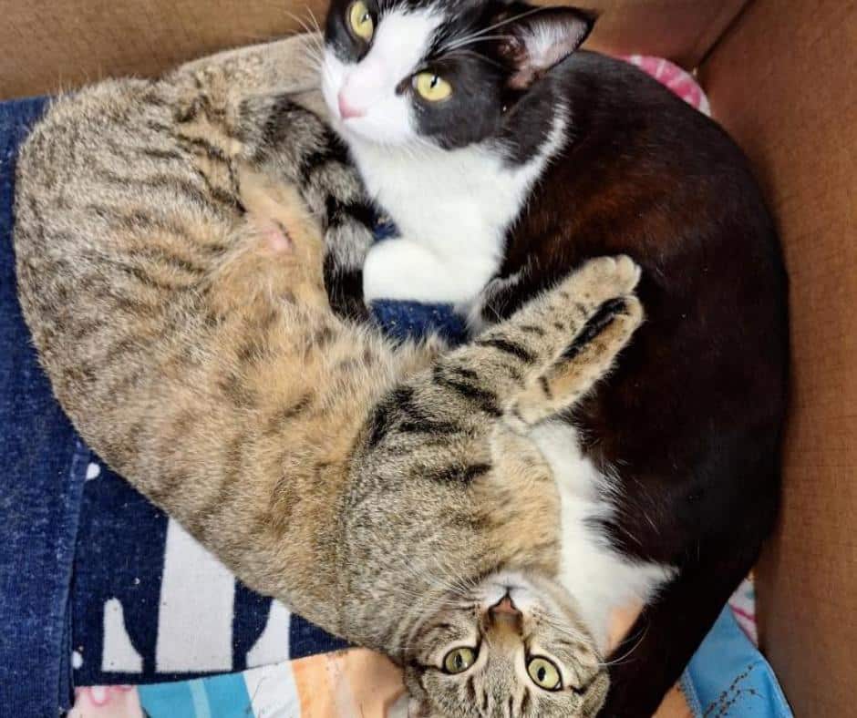 Cat family in foster care