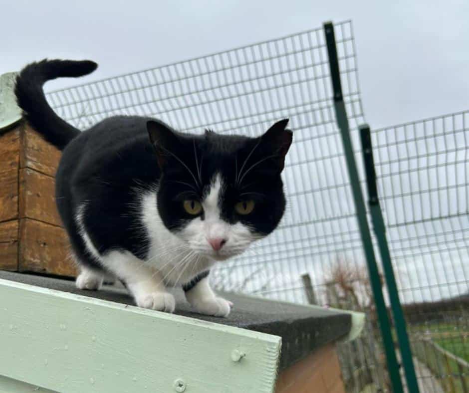 Senior Cats Who Had Nowhere to Go Are Thriving in This Special ...