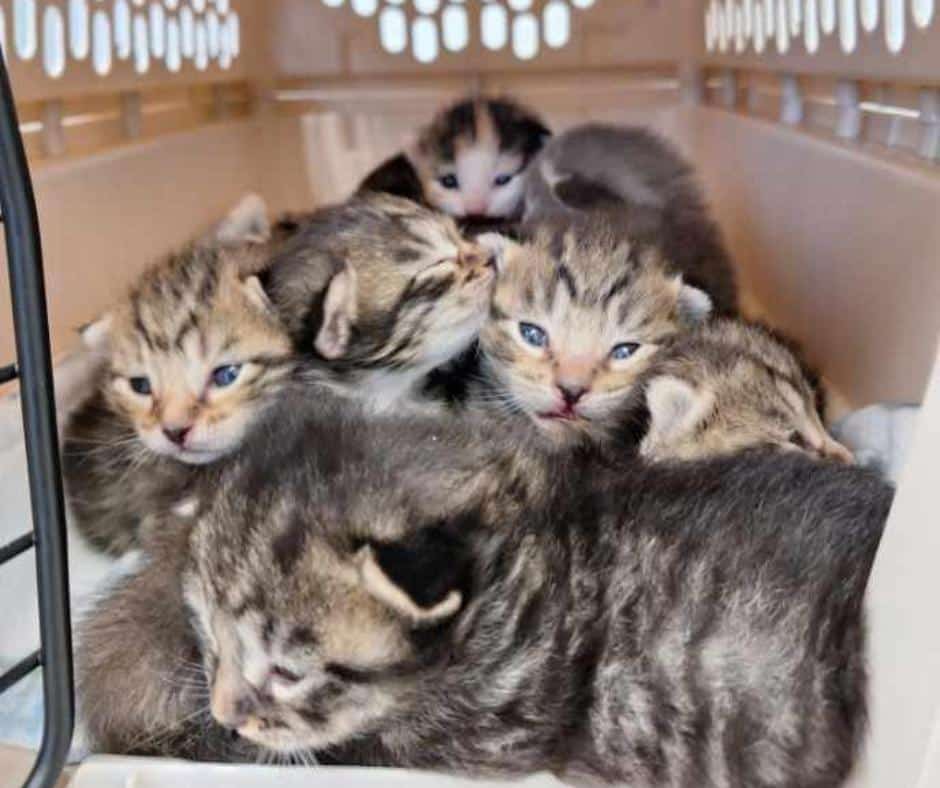 Cat family thriving