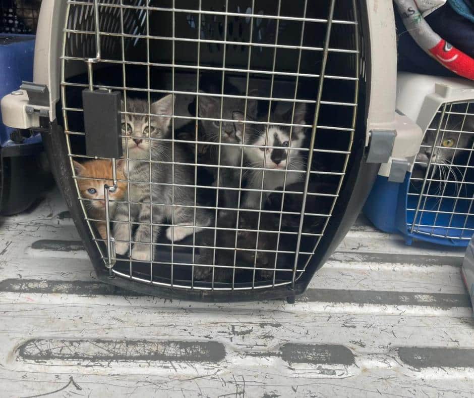 Rescue Collaboration