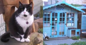 Senior Cats in Retirement Village