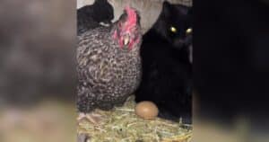 Hen caring for kittens
