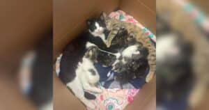 PetWireDaily — Two Stray Moms Share Food, Love, and Kittens in In