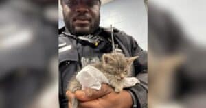 PetWireDaily — Officer Finds Tiny Kitten in Dumpster and Gives Hi